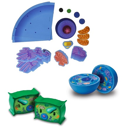 Animal and Plant Cell Models